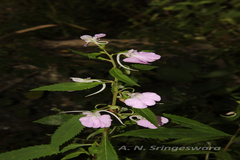 Impatiens balsamina var. parusnathica
